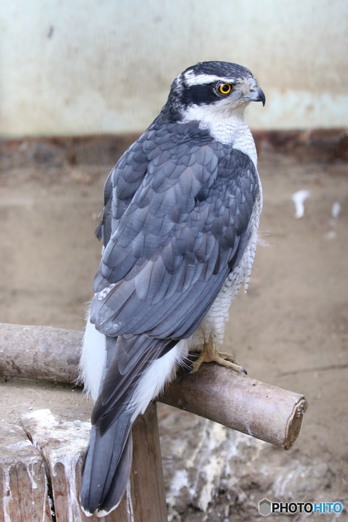 オオタカさん。