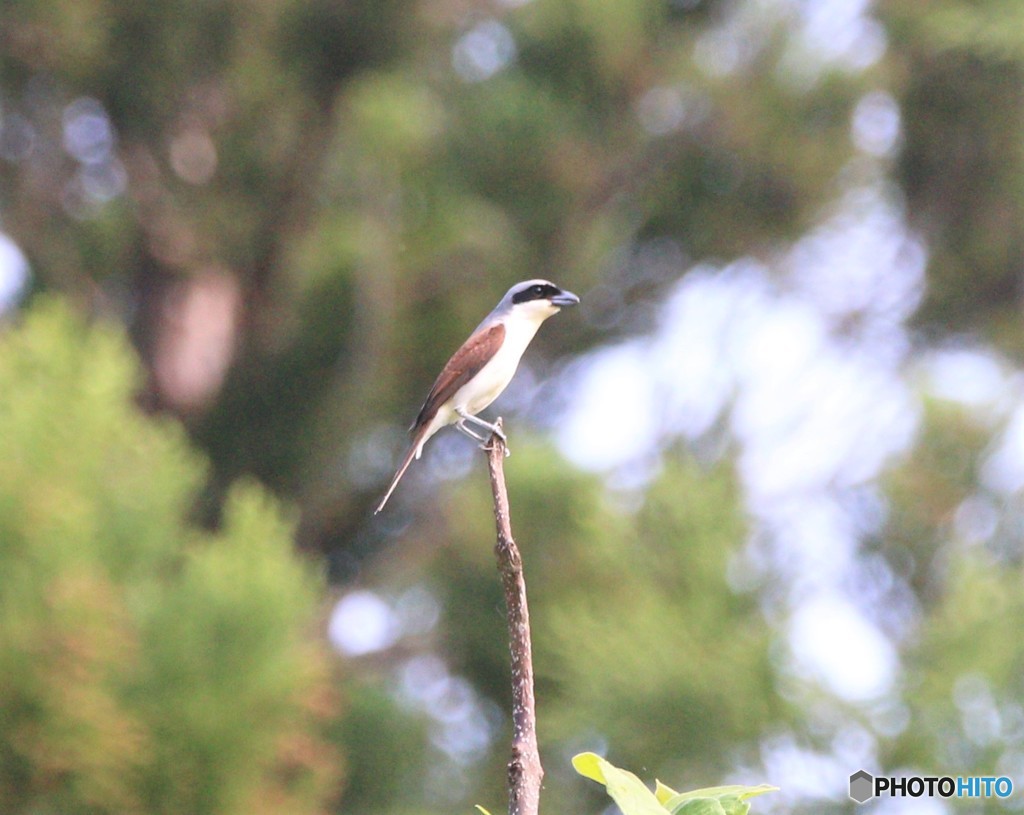 チゴモズさん。