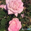 冬バラ・ピンク色。