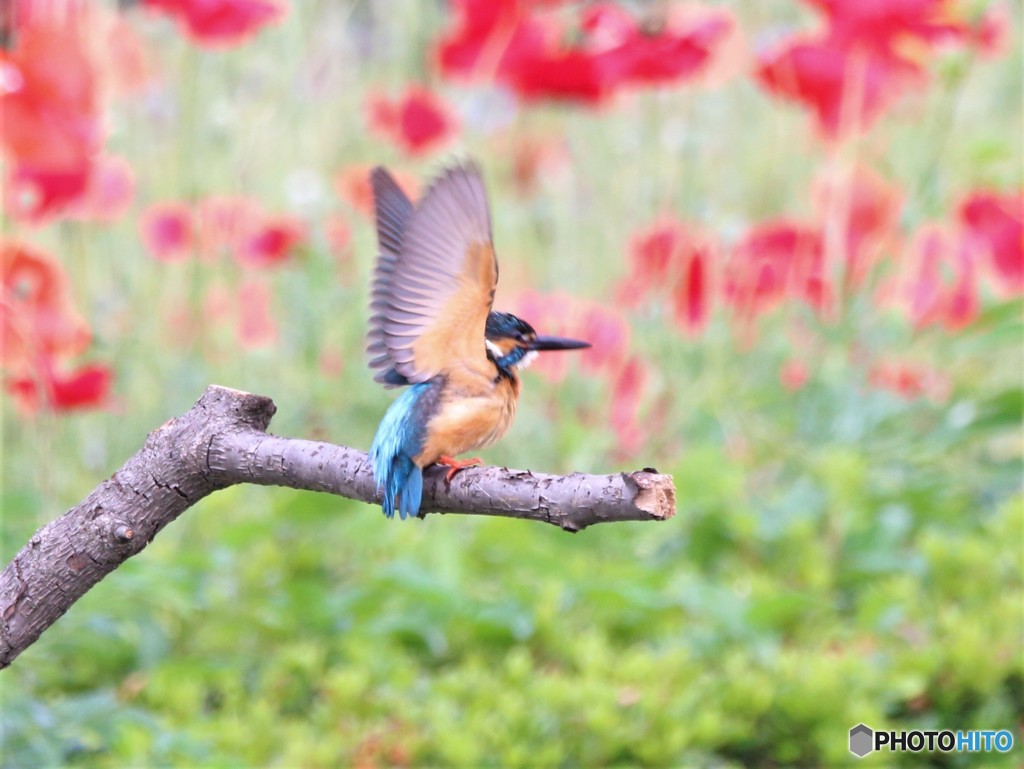 カワセミさん。