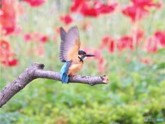 カワセミさん。