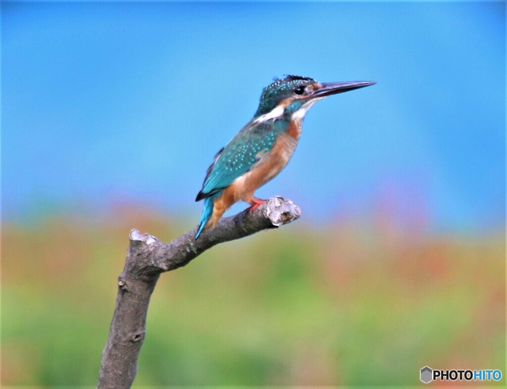 ブルーにブルー。