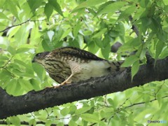 ツミさんの幼鳥。