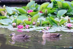 都市公園の池にスイレンとカルガモさん。③