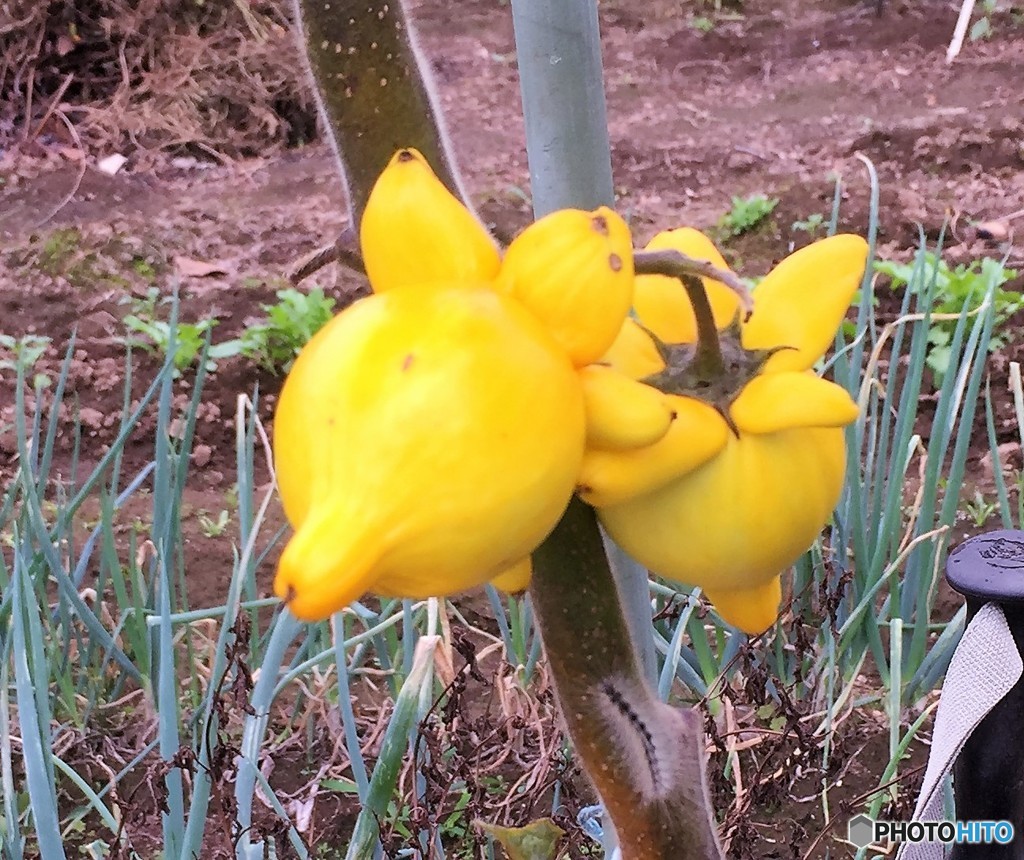 フォックステール