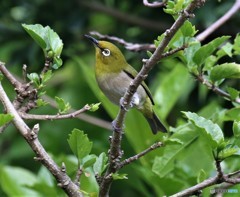 シチトウメジロさん。