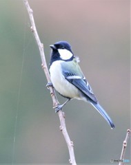 シジュウカラさん。