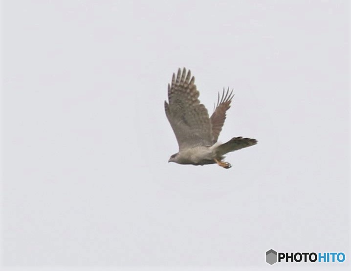オオタカさん。