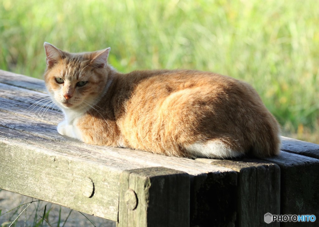 公園のネコさん。