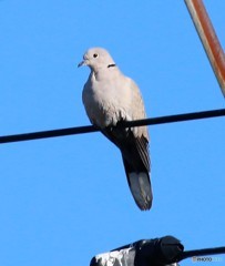 埼玉県の鳥・シラコバトさん。