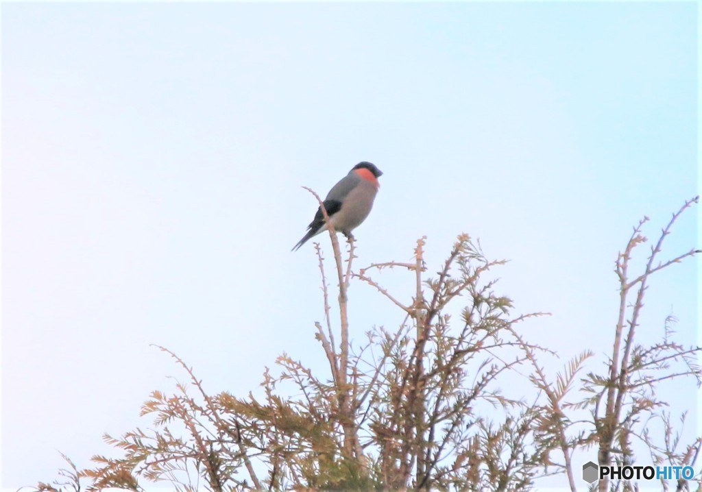 樹上のウソさん。