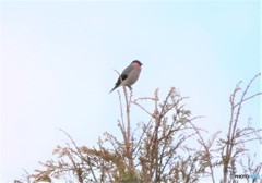 樹上のウソさん。