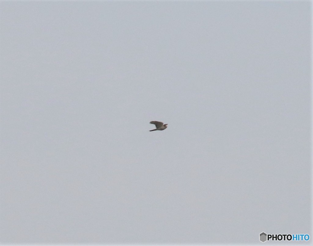 オオタカさん②。