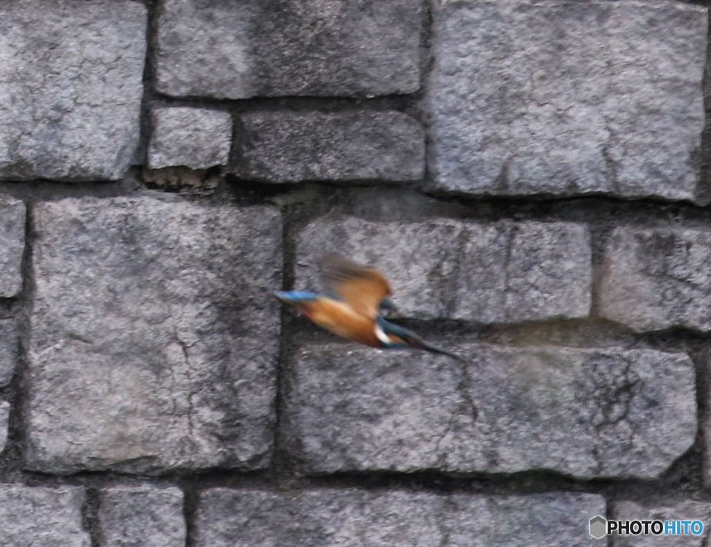 カワセミさん。