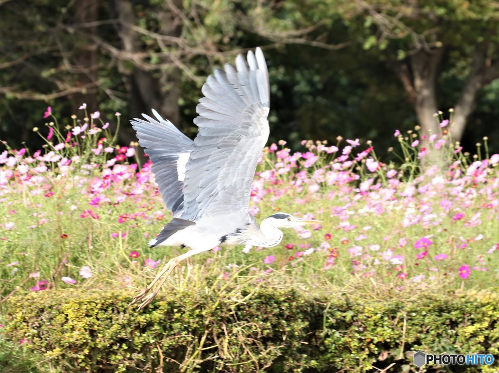 アオサギさん。
