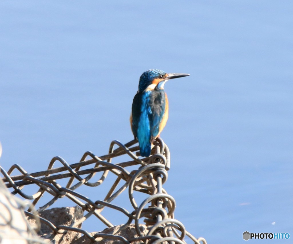 カワセミさん。