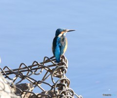 カワセミさん。