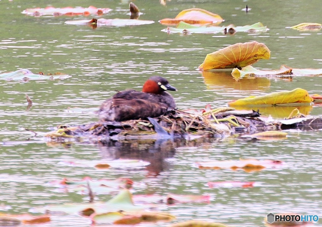 ヒナの誕生が待たれます。
