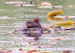 ヒナの誕生が待たれます。