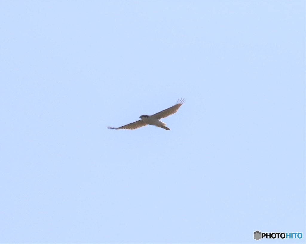 オオタカさん。