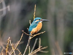 カワセミさん。