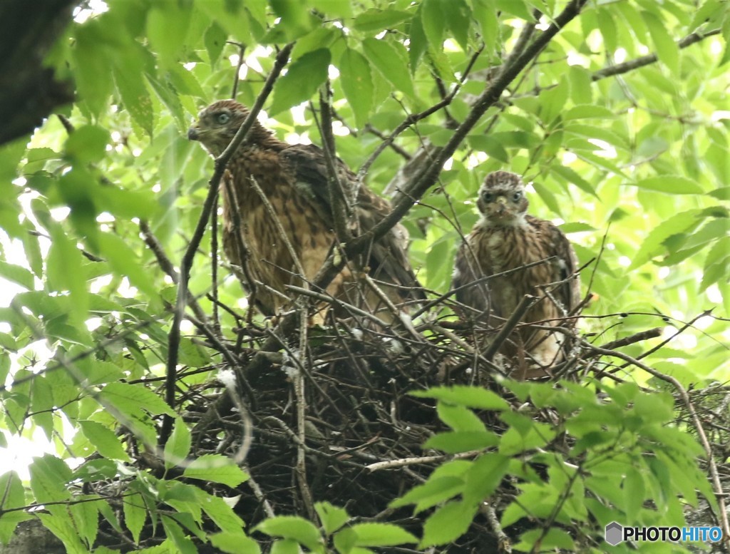 オオタカさんの幼鳥。