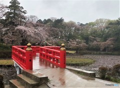 雨の公園。