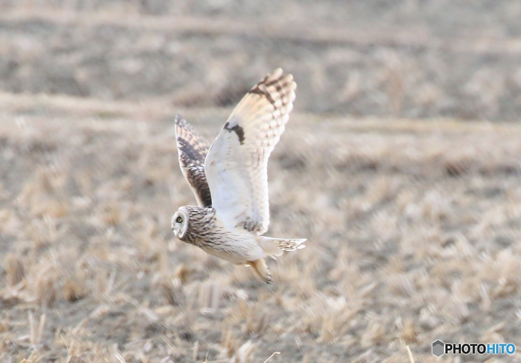 コミミズクさん。