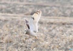 コミミズクさん。