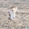 コミミズクさん。