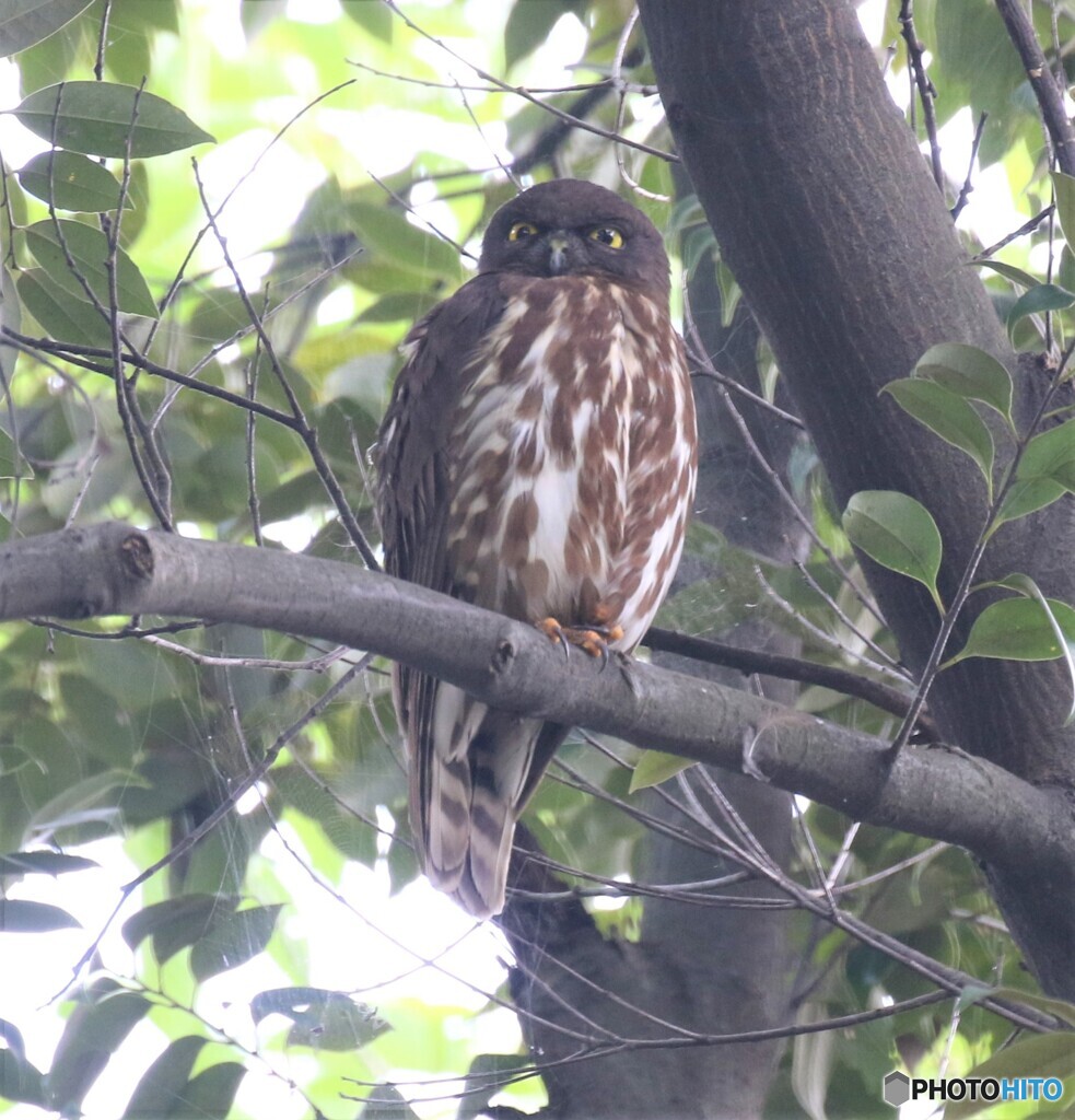 アオバズクのお母さん。