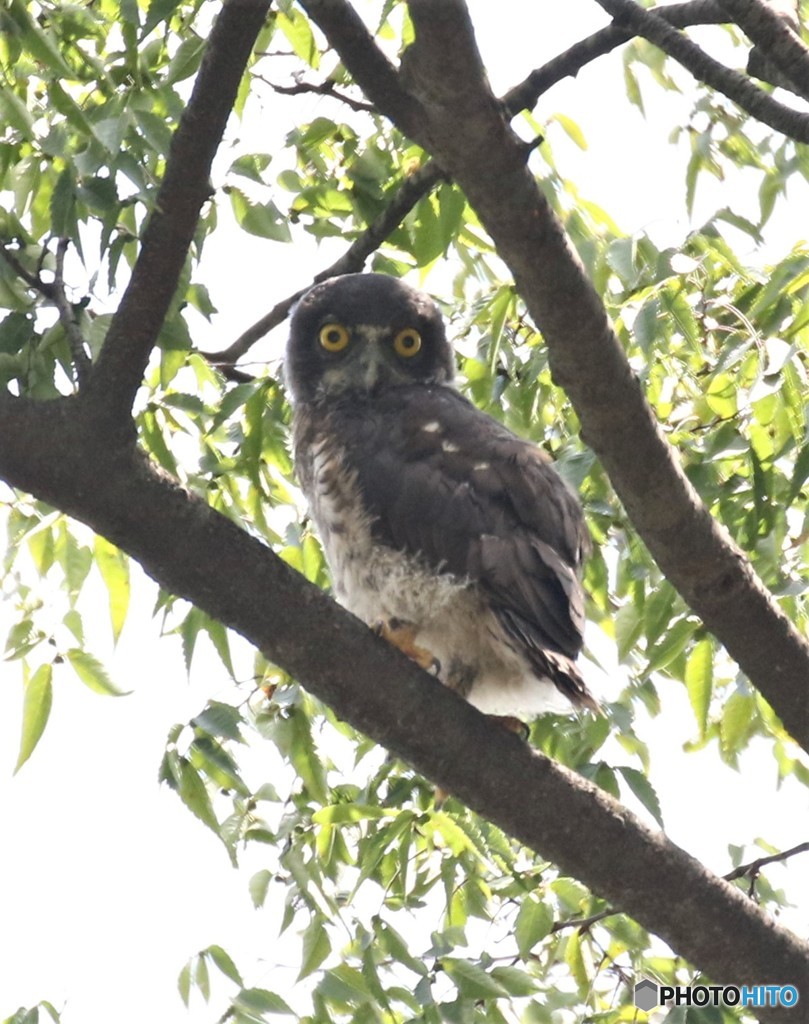 巣立ちしました。