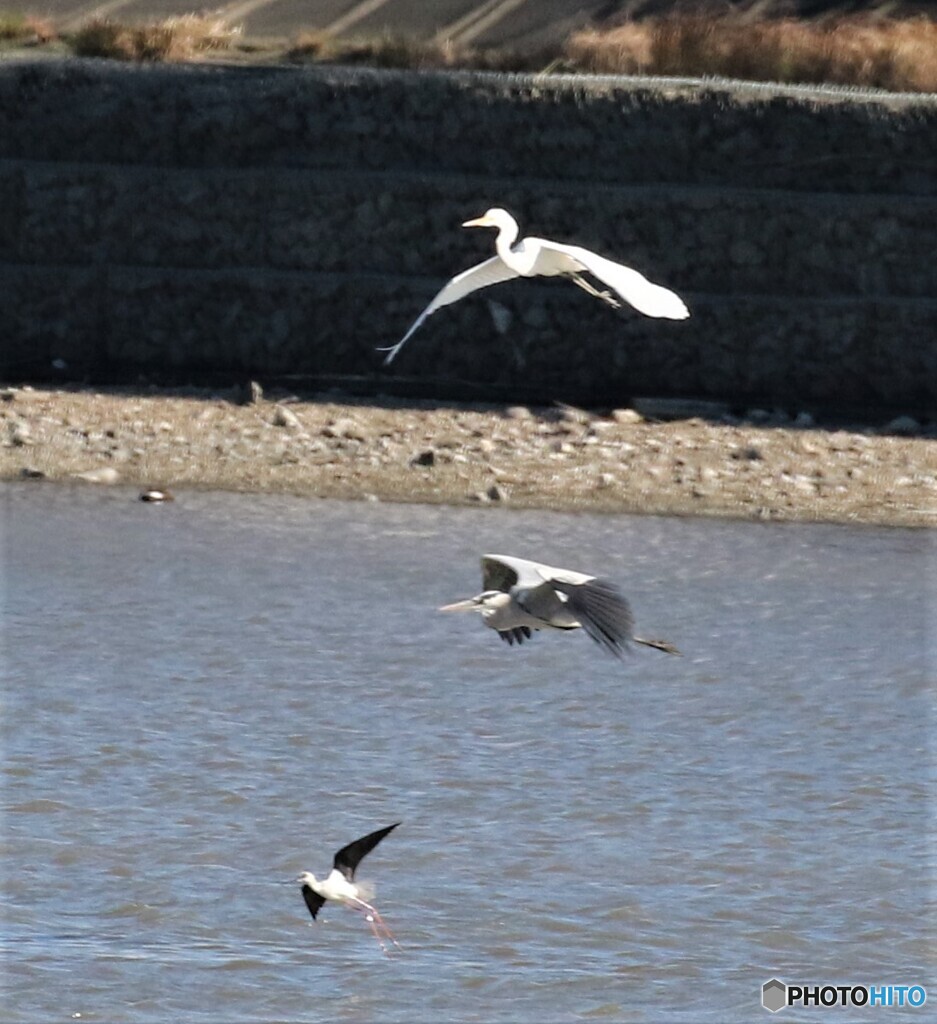 水辺の野鳥・三種。