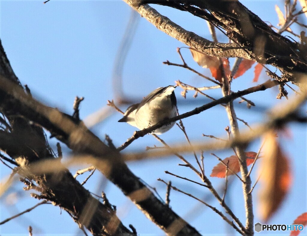 令和元年最後の鳥見鳥撮り⑤。