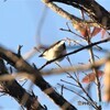 令和元年最後の鳥見鳥撮り⑤。