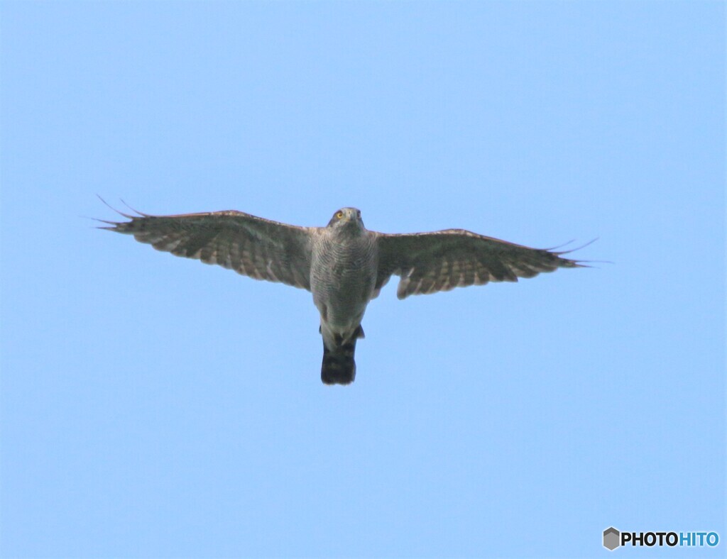 オオタカさん。