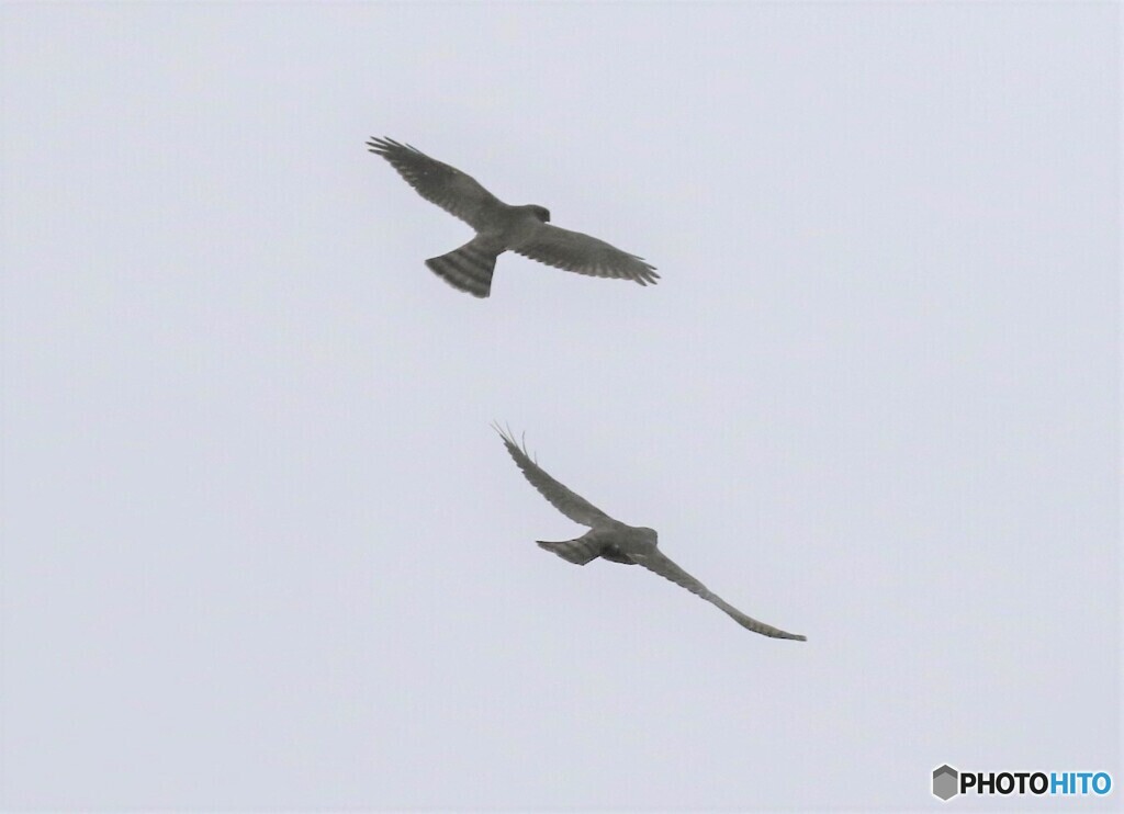 ツミさんの幼鳥。