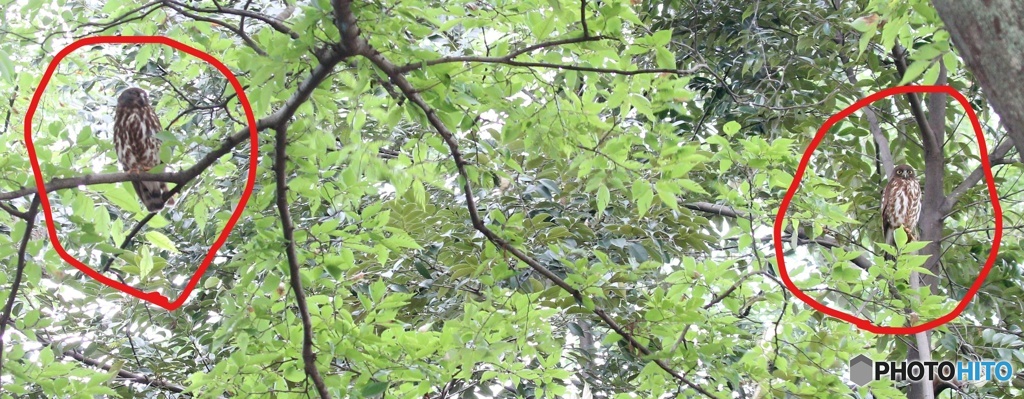 アオバズクさんのご夫婦。