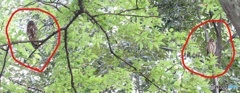 アオバズクさんのご夫婦。