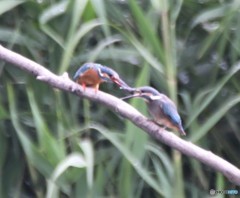 カワセミ  
