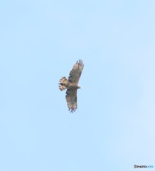 白樺峠のタカさん。③