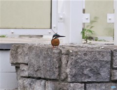 カワセミさん。