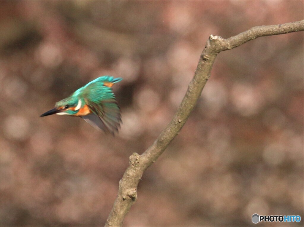 サクラとカワセミくん。