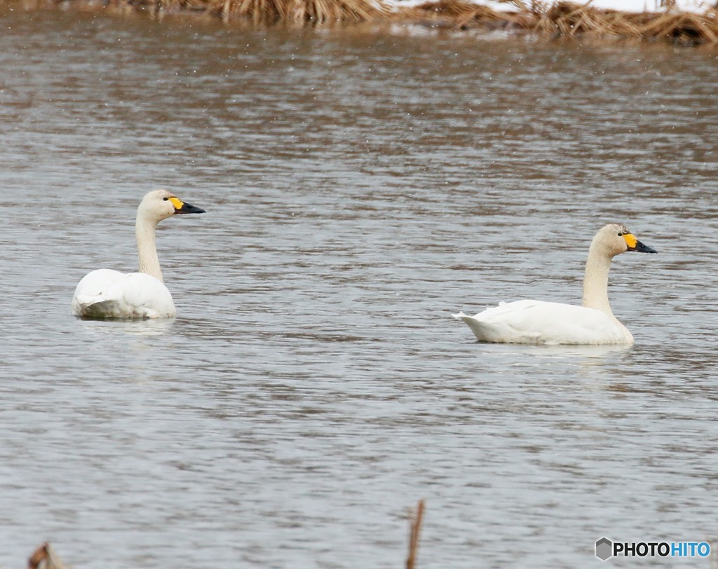 小雪の中、地元の池に