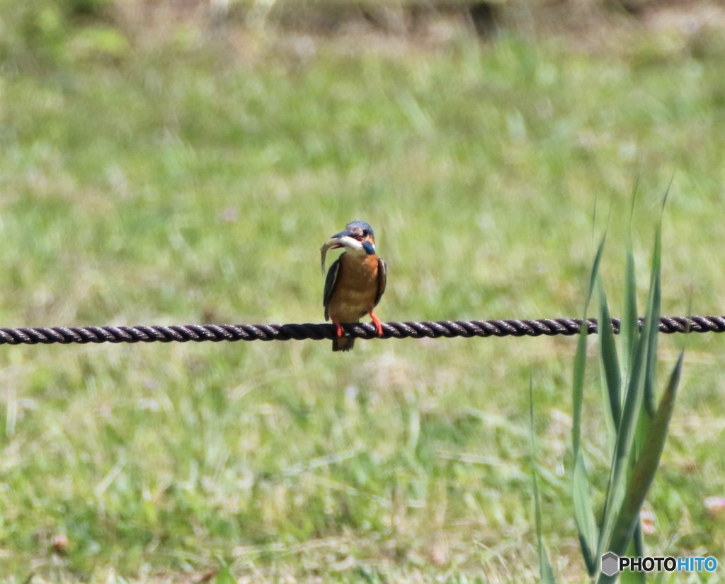 カワセミくん。