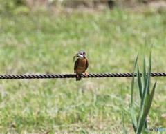 カワセミくん。