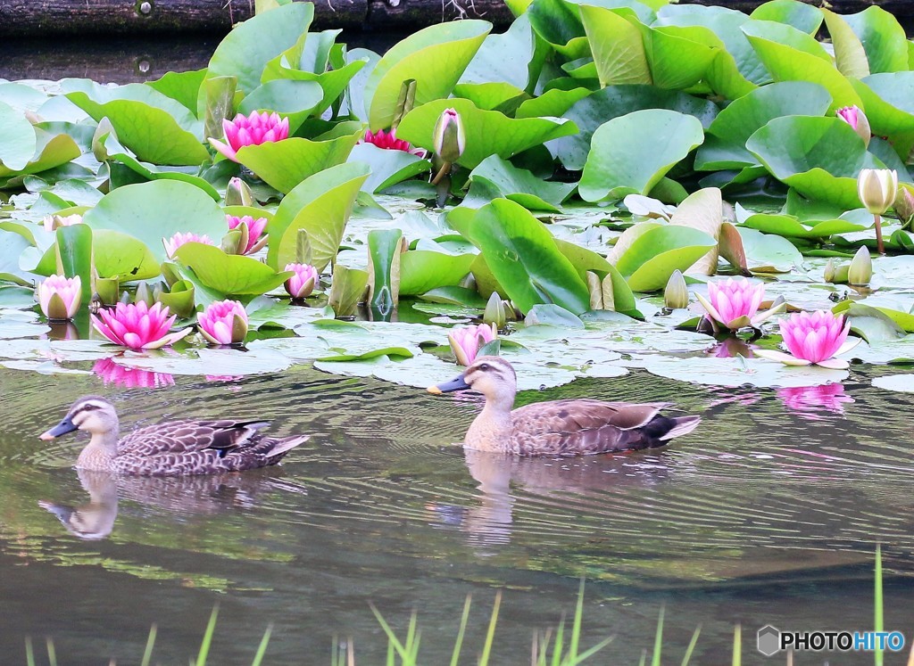 都市公園の池にスイレンとカルガモさん。②