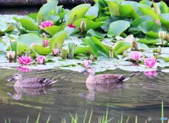 都市公園の池にスイレンとカルガモさん。②