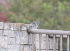 カワセミくん。