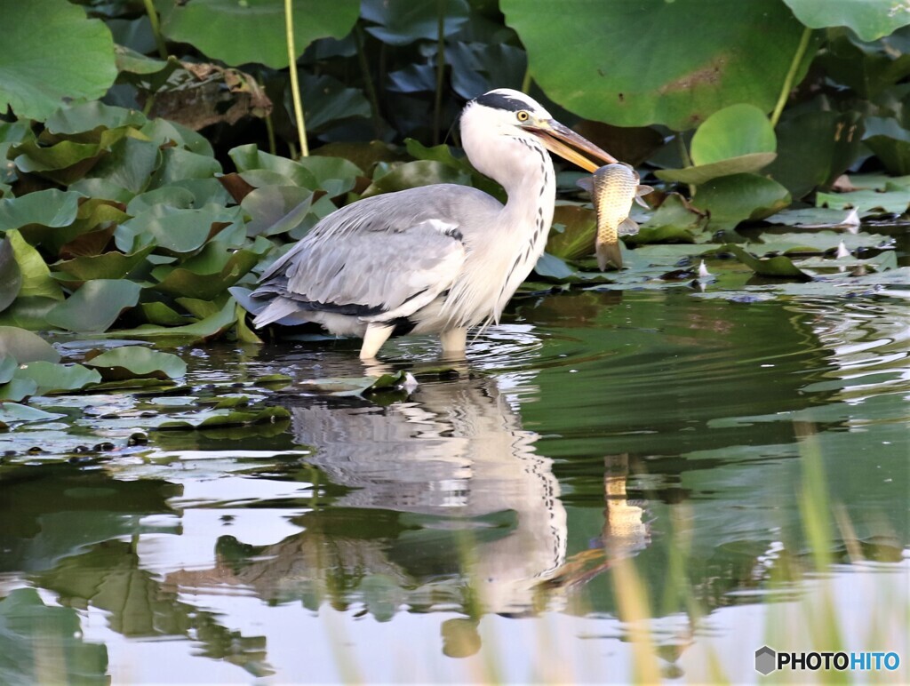 アオサギさん。④